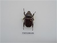 藏品(蘭嶼姬兜)的圖片